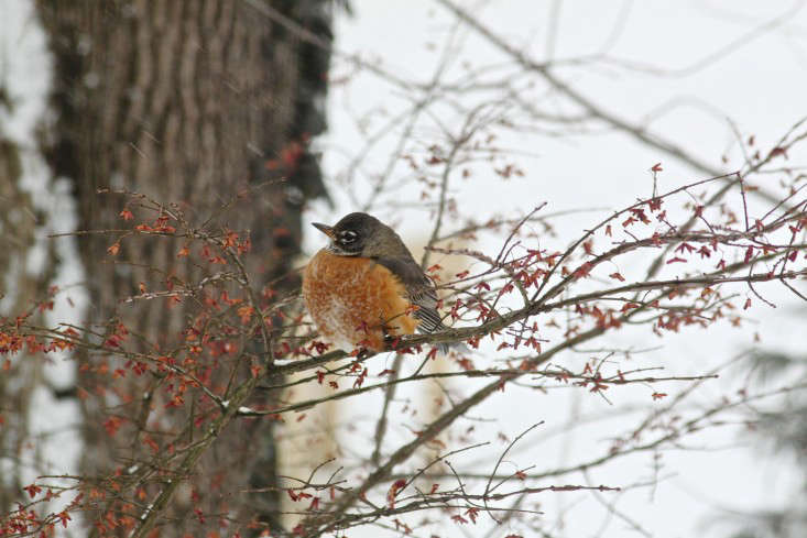 In Finland, animals are central to the celebrations—and farmers and homeowners hang out wheat or seeds to help feed winter birds. Do something similar with Gardenista’s DIY Grapefruit Bird Feeder, which makes use of discarded citrus rinds. Photograph by Justine Hand from A Winter Berry Garden to Feed Birds.